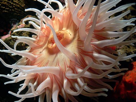 sea anemone corals sea anemones  jellyfish  belong flickr