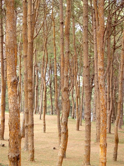Pine Forest Free Stock Photo - Public Domain Pictures