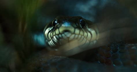 Dice Snake Swims Through Marshes Of Swamp Stock Footage SBV-338723526 ...