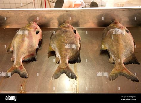 tambaqui colossoma macropomum   herbivorous freshwater fish