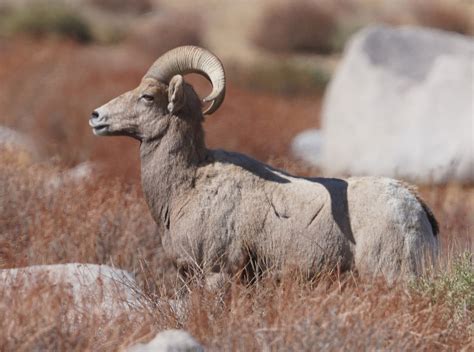 Mid Sierra Musings: Endangered Sierra Nevada Bighorn Sheep 2021