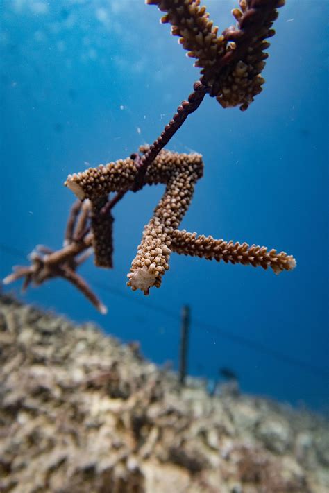 Coral Restoration Methods