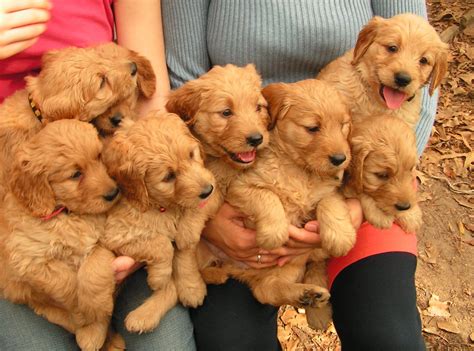 best toys for mini goldendoodle puppies - Torie Acevedo