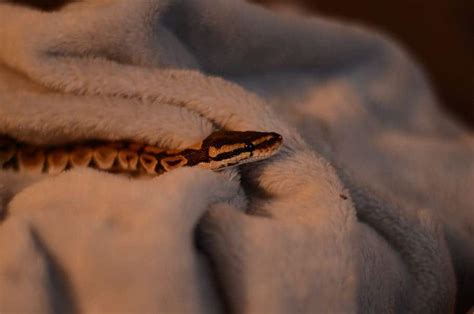 how to find a lost snake