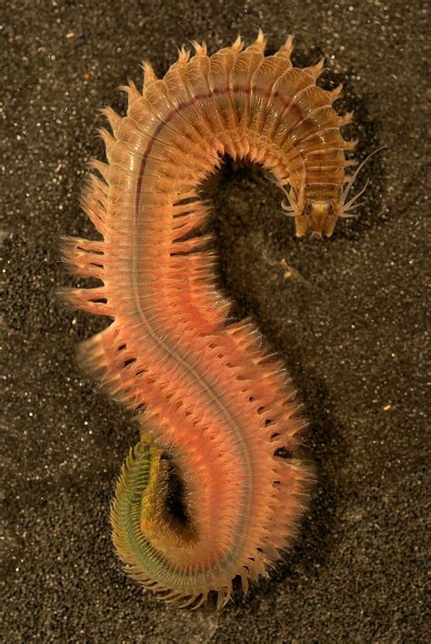 alitta succinea bioquipbugs