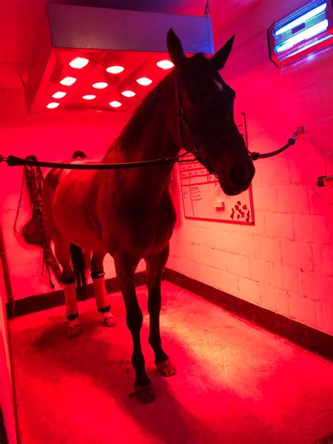 Woodland Stables added a new photo. - Woodland Stables