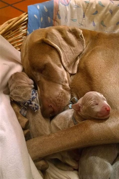 Pitbull Family | Cute pitbull puppies, Pitbull puppies, Pitbull dog