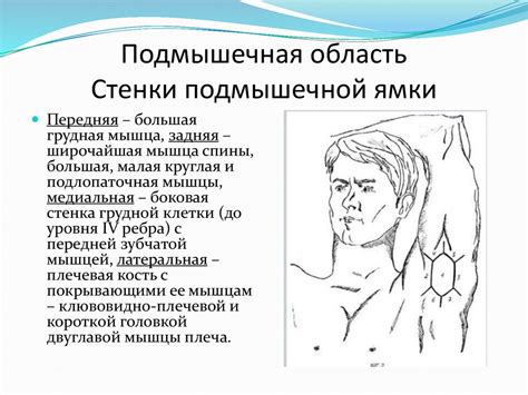 Топографическая анатомия областей плеча, локтевого сустава и предплечья ...