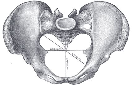 pelvis human anatomy