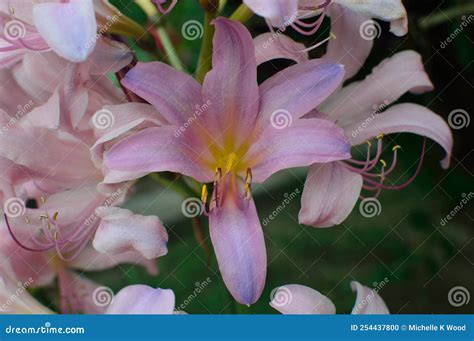naked lady aeur surprise lilies lycoris squamigera flowers landscape