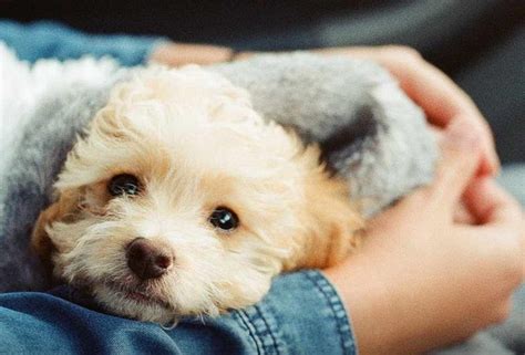 rescue kittens  adoption   background puppies   animal shelters