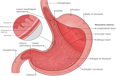 stomach anatomy