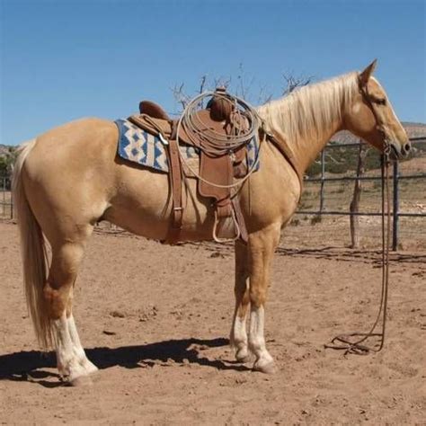 Palomino Ranch Gelding | Horses, Barrel racing horses, Beautiful horses