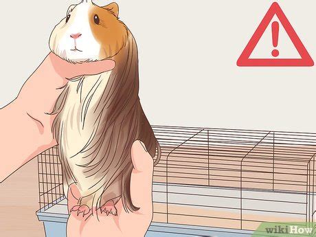 3 Ways to Care for a Coronet Guinea Pig - wikiHow Pet