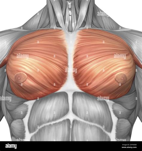 Pectoral anatomy hi-res stock photography and images - Alamy