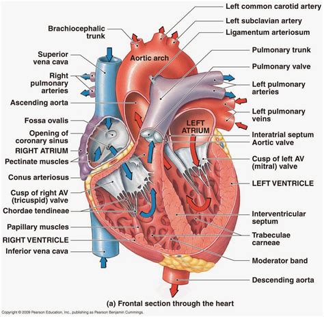 Heart Diagram - Cliparts.co