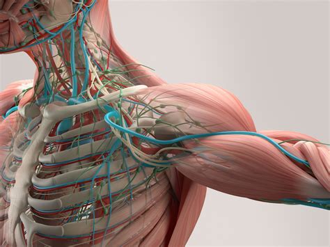 introduction  anatomy friar summer camps