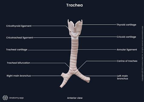 Trachea | Encyclopedia | Anatomy.app | Learn anatomy | 3D models