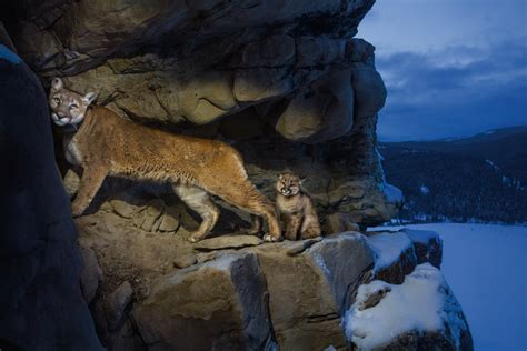 Cougars - National Geographic Magazine | National Geographic