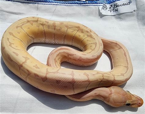 Banana Pin Ball Python by Moondevils Exotics LLC - MorphMarket