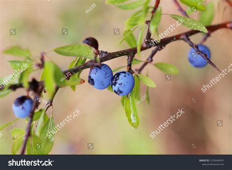 Blackthorn Hedge Plants Stock Photo 1259444341 | Shutterstock