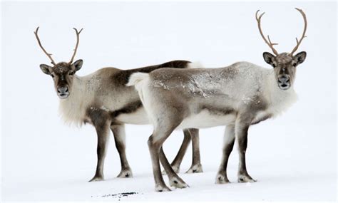 Reindeer Safari – Travel East – Your travel expert in rural Iceland