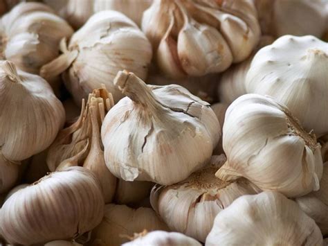 The Difference Between Hardneck and Softneck Garlic + Top 12 Varieties ...