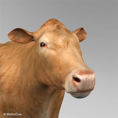 Cow ( Limousin ) – MotionCow