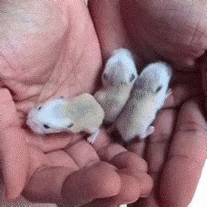 Mouse Cute GIF - Mouse Cute Mice - Discover & Share GIFs