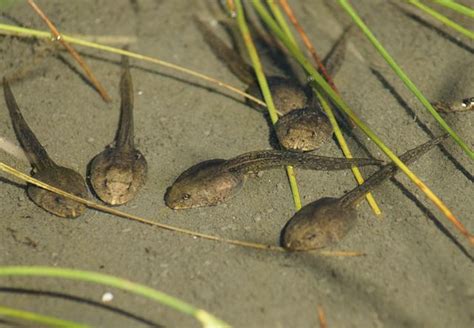 The Search For Tadpoles | Youngzine Changing Ecosystems