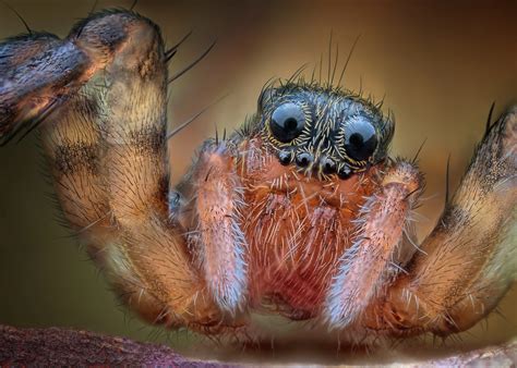 How Many Eyes Does A Tarantula Have 235 Tarantula Eyes Stock Photos,