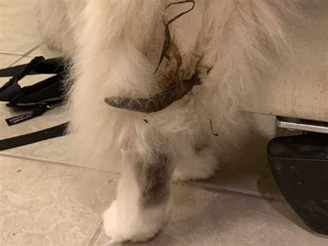 how can i get my cat to poop
