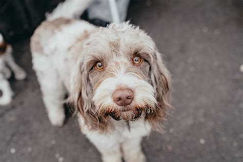 Spinone Italiano Dog Breed Information and Characteristics