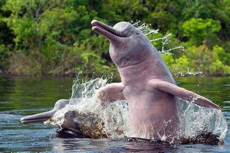 Pink Dolphins.. Amazon Rain Forest Ecuador | River dolphin, Pink amazon ...