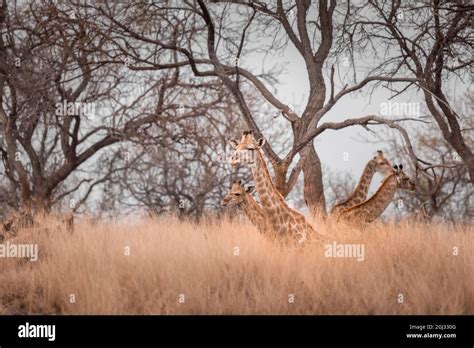 Giraffe's in South Africa Stock Photo - Alamy