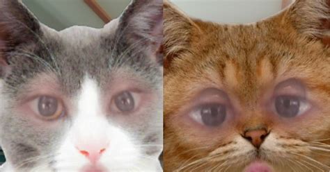 Get A Cat Face Filter On Snapchat That's Super Realistic