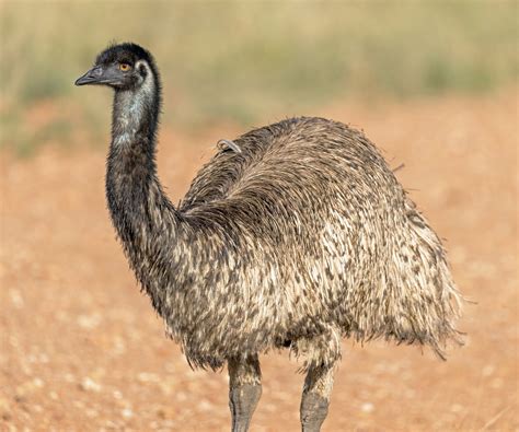 emu dromaius novaehollandiae