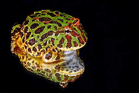 frog reflection macro  stock photo public domain pictures