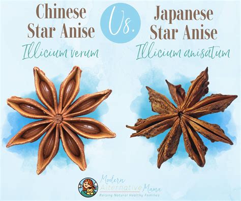 Chinese Star Anise Vs Japanese at Alfredo Orvis blog