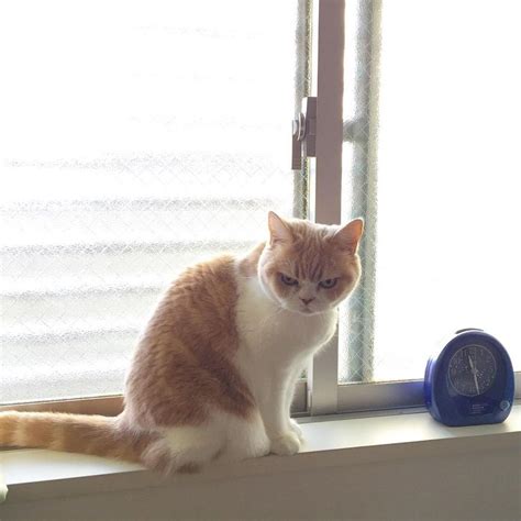 Коюки — японский сердитый кот, который выглядит как истинное воплощение зла