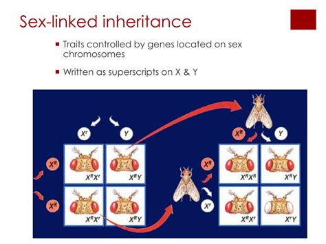 mendelian inheritance  human traits powerpoint