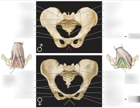 sexual dimorphism  pelvis diagram quizlet