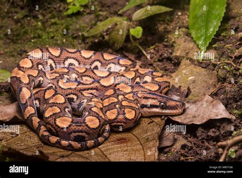 A peruvian rainbow boa (Epicrates cenchria gaigeae) from the jungle in Northern peru Stock Photo ...