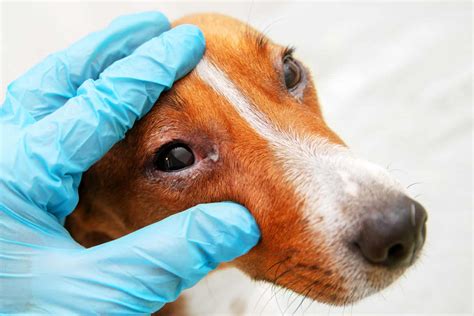 Eye boogers (discharge): the reasons why and how to help your pet