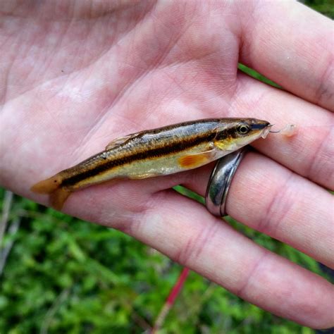 Eastern Blacknose Dace