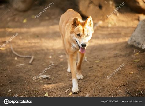 Australian Animals Dingo