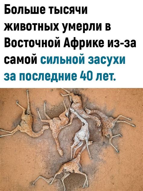 Бедные животные | Интеллектуариум © | Фотострана | Пост №2523173204