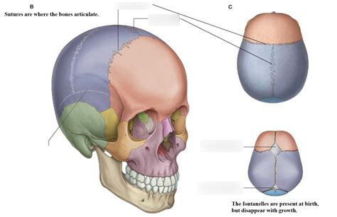 Skull Bones Sutures Diagram | Quizlet