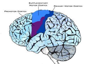 Frontal Lobe Brain Injury - Physiopedia