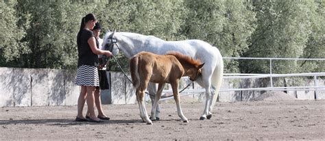 Netta otti orpovarsan hoitaakseen – SHKL